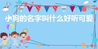 狗的名字叫什么好听可爱(狗的名字好听可爱)