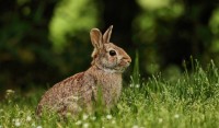 兔年兔时出生是什么命 属兔不同时辰出生命运区别 