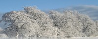 雪柳在家养殖没有风水禁忌