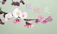 切碎桃花的方法非常有效(增加正桃花的预兆)
