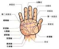 大多数人看手掌,看生命线、智慧线和情感线,这三条线被称为人体