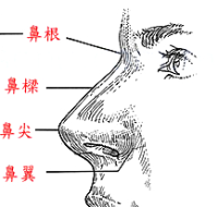 看面相算命--观鼻子