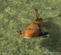 锦鲤养几条(锦鲤养几条风水好)
