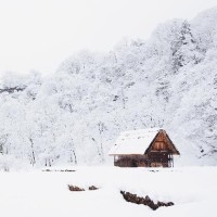 梦见摘灵芝