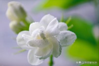 茉莉花风水禁忌：为什么卧室里不能养茉莉花？
