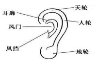 耳朵小的男人运气不好