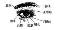 在面相学上,有一种说法,很有面相,七分看眼