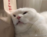 推荐10个软萌猫名
